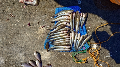 マハゼの釣果