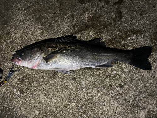 フッコ（マルスズキ）の釣果