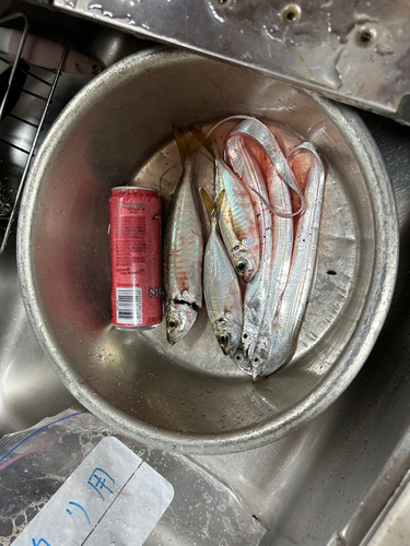 アジの釣果