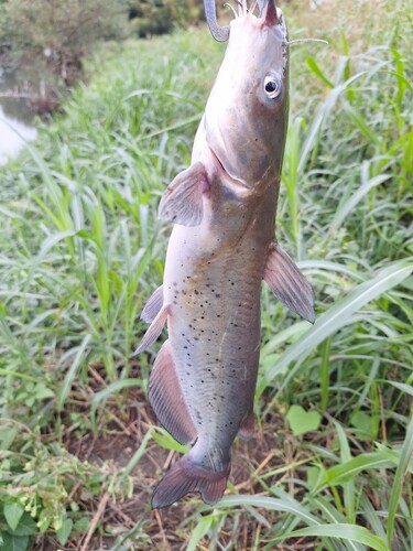 アメリカナマズの釣果