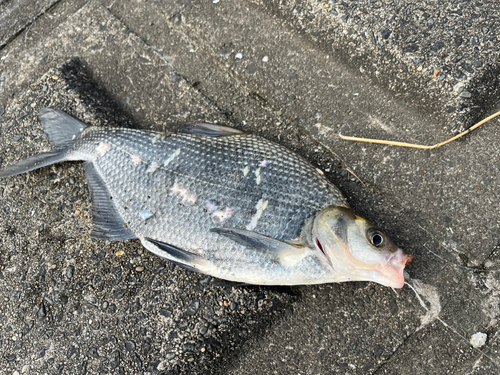 ダントウボウの釣果