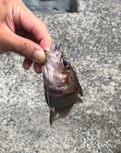 ヨコスジイシモチの釣果