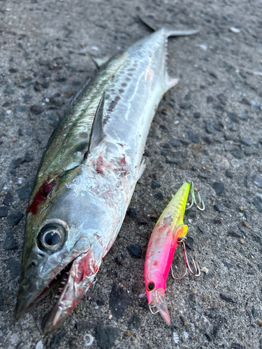 サゴシの釣果