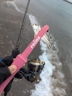 コトヒキの釣果