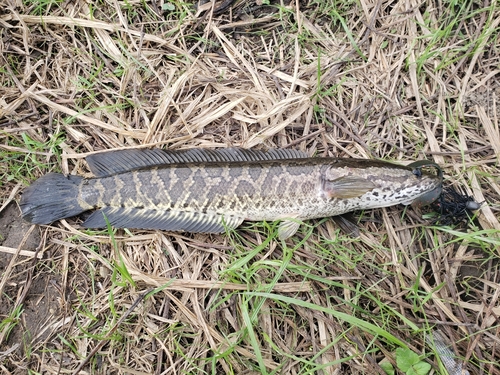 ライギョの釣果