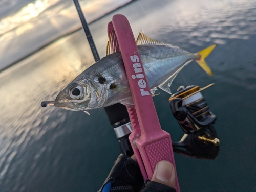 マアジの釣果