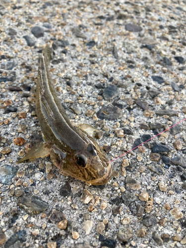 ハゼの釣果