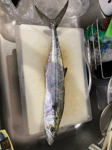 サゴシの釣果