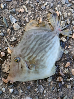 カワハギの釣果