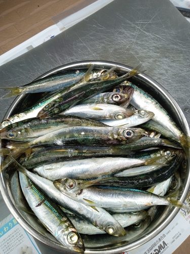 イワシの釣果