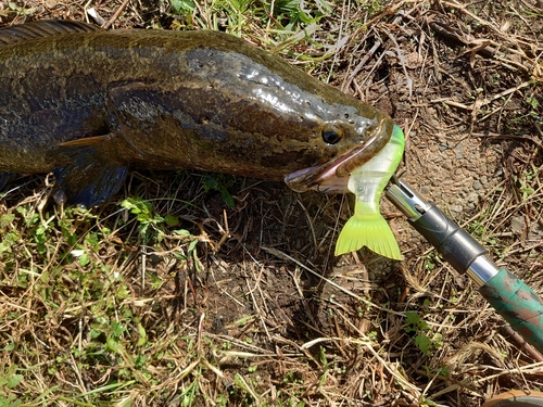 ライギョの釣果