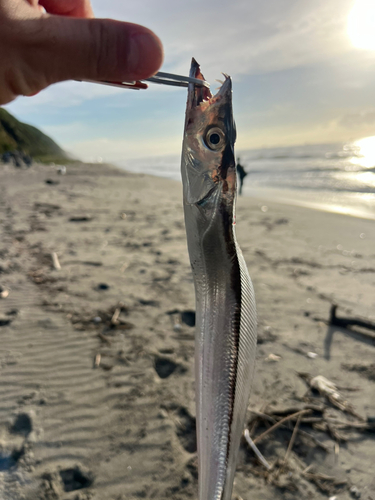 タチウオの釣果