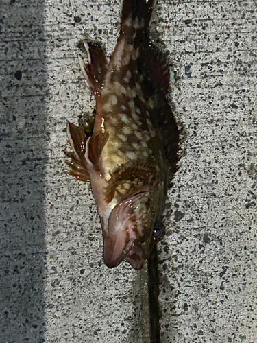 カサゴの釣果