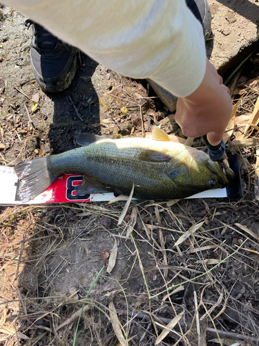 ブラックバスの釣果