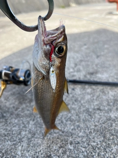 クロムツの釣果