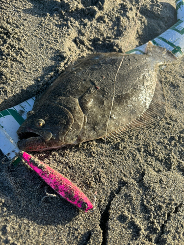 ヒラメの釣果