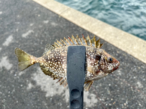 アイゴの釣果