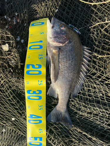 チヌの釣果