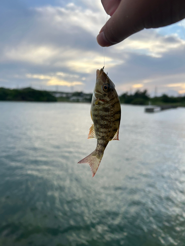 ハマフエフキの釣果