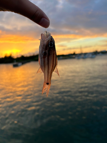 リュウキュウヤライイシモチの釣果