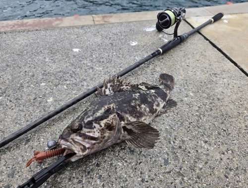 ベッコウゾイの釣果