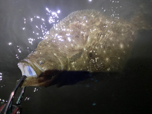 ソゲの釣果