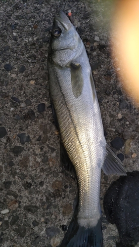 セイゴ（マルスズキ）の釣果