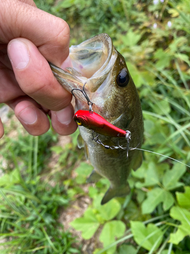 ブラックバスの釣果