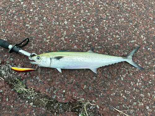 サゴシの釣果