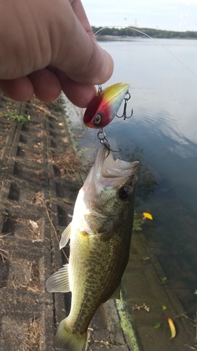 ラージマウスバスの釣果