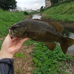 スモールマウスバス