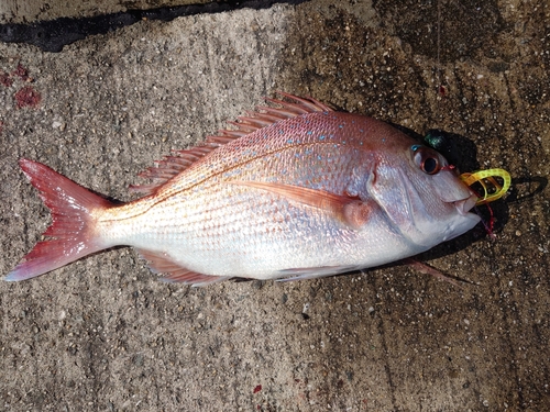 マダイの釣果