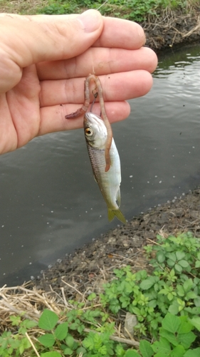 オイカワの釣果