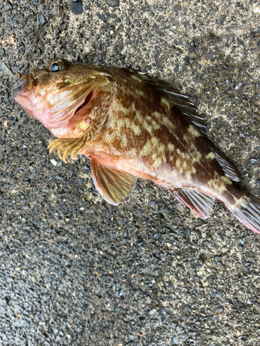 カサゴの釣果