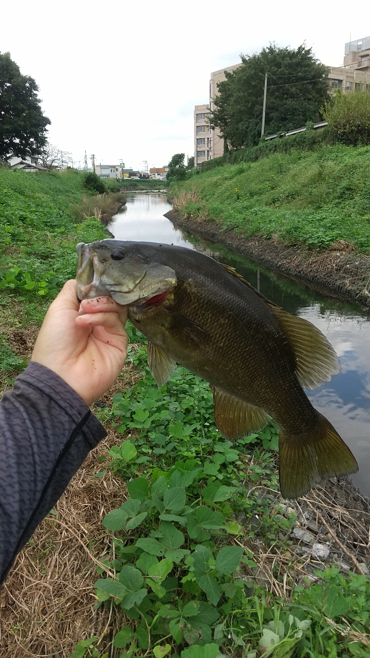 スモールマウスバス