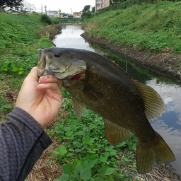 スモールマウスバス