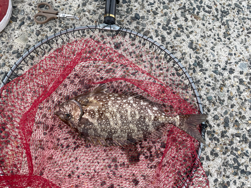 アイゴの釣果