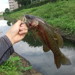 スモールマウスバス