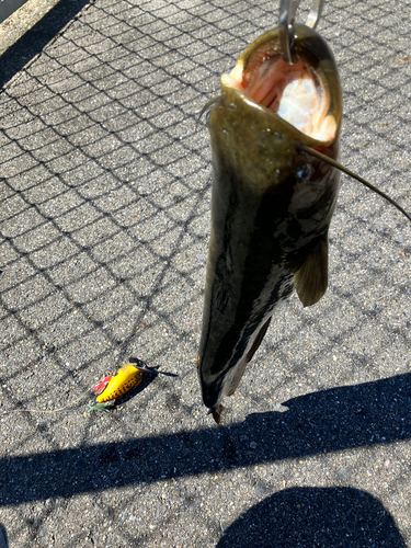 マナマズの釣果