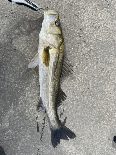 フッコ（マルスズキ）の釣果