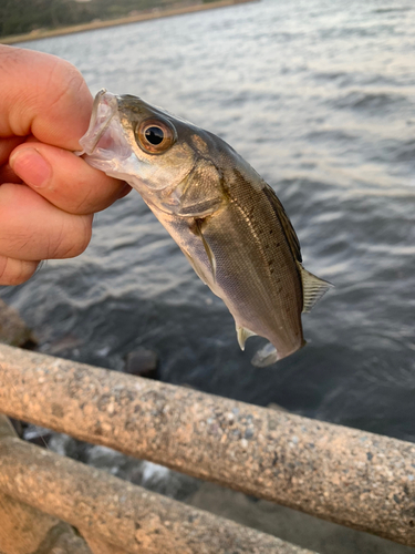 スズキの釣果