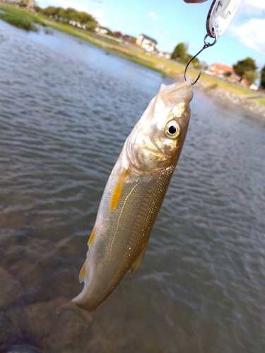 ウグイの釣果