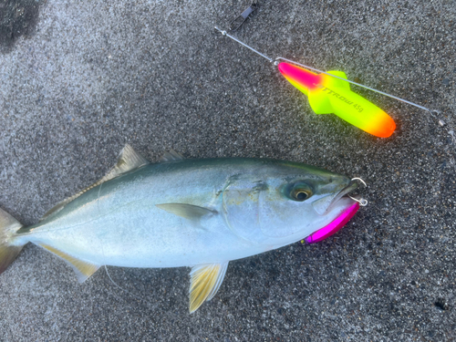 イナダの釣果