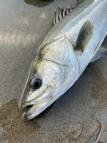 スズキの釣果