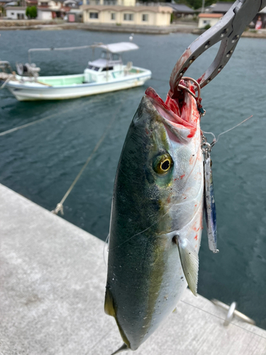 ヤズの釣果