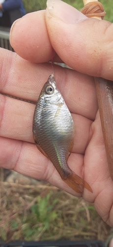 タイリクバラタナゴの釣果