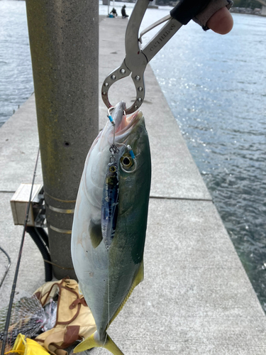 ヤズの釣果