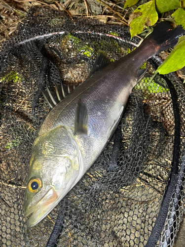 スズキの釣果