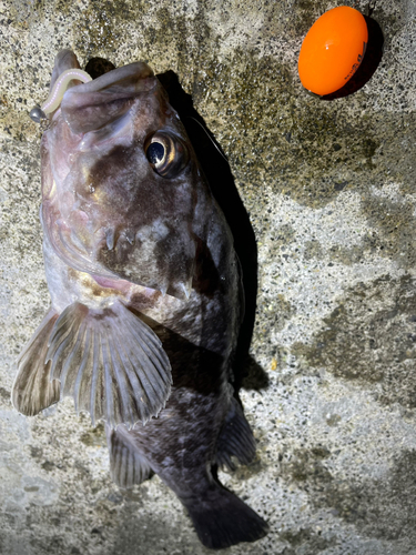 クロソイの釣果