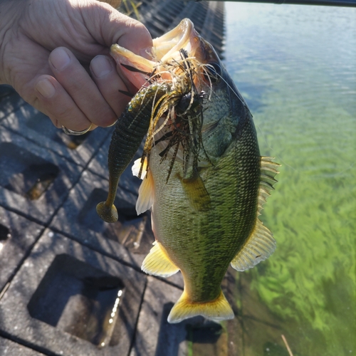 ブラックバスの釣果